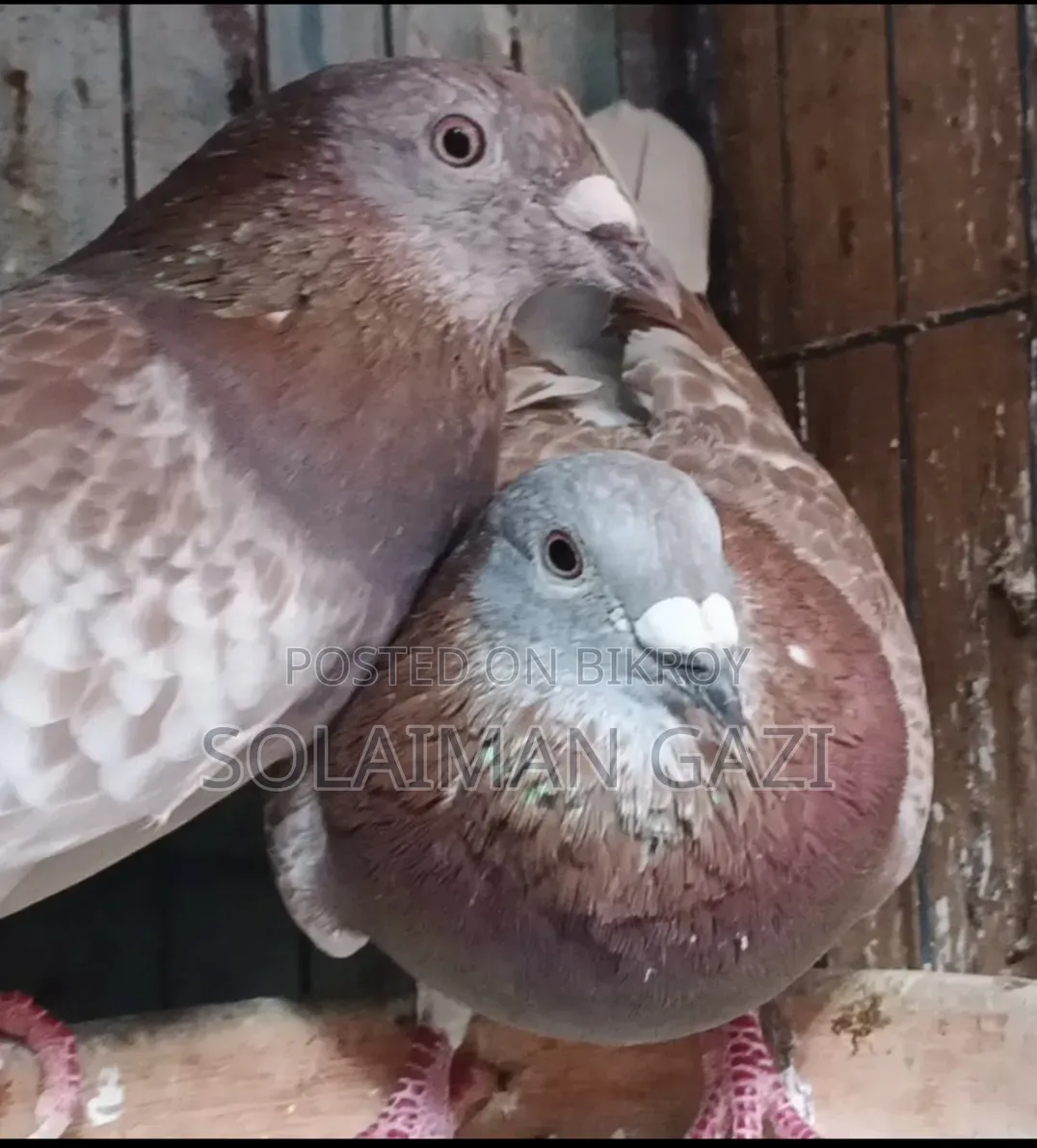 রেড চেকার রেসার কবুতর