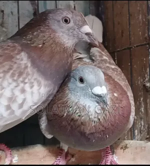 রেড চেকার রেসার কবুতর