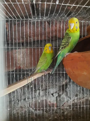 Active Budgerigar