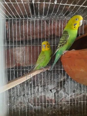 Active Budgerigar