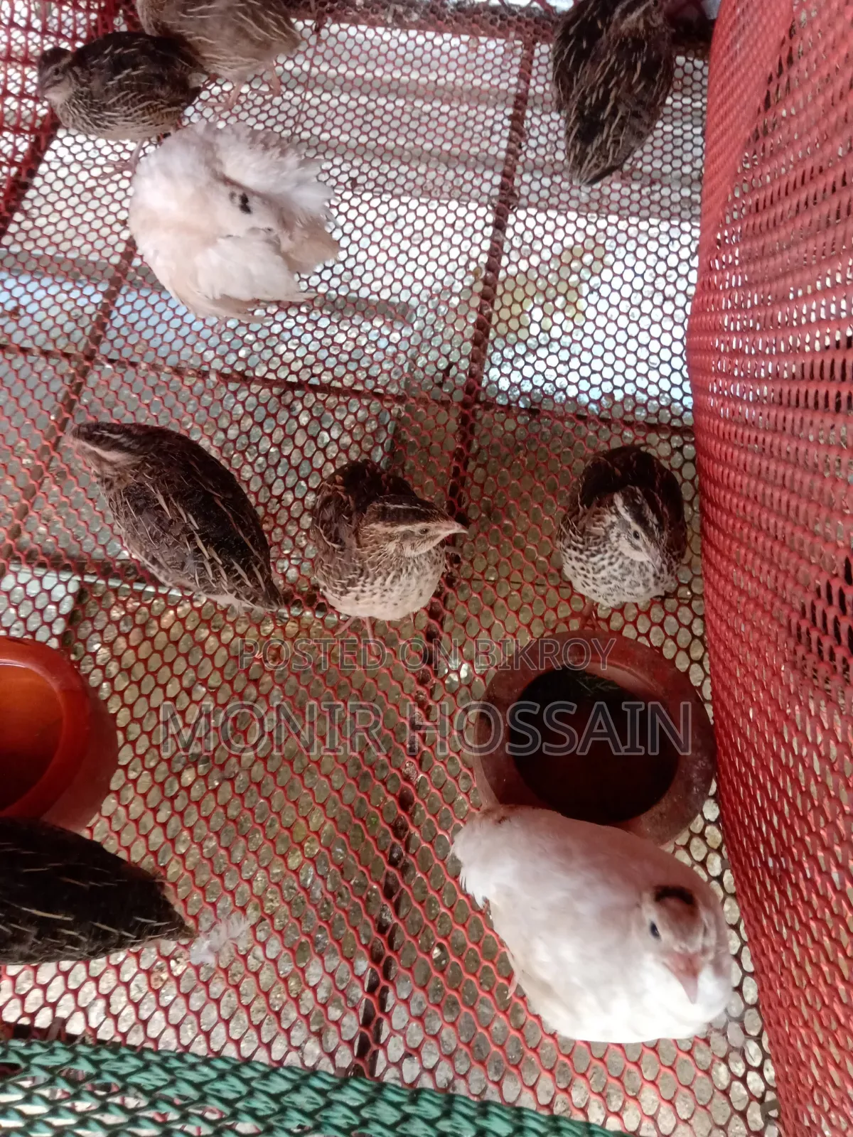 Running Quail Birds