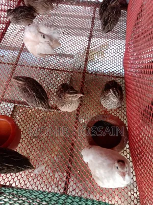 Running Quail Birds