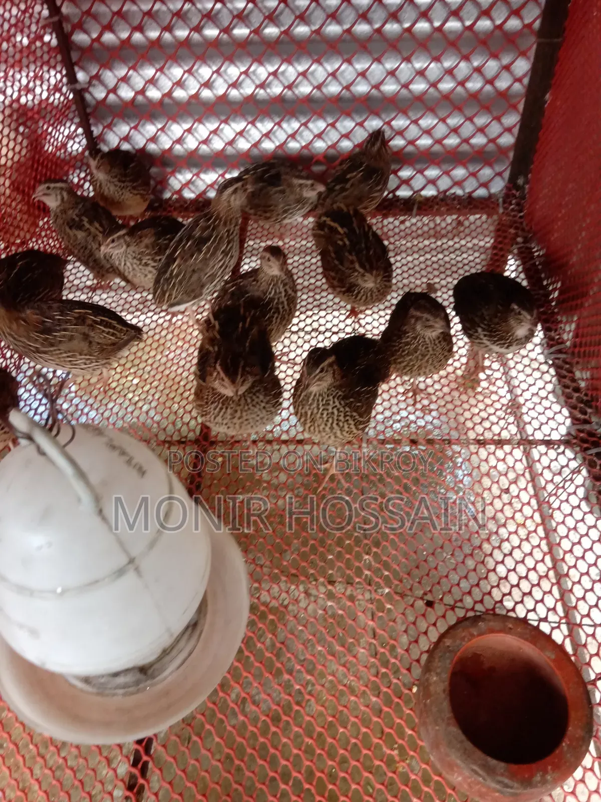 Running Quail Birds