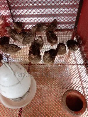 Running Quail Birds