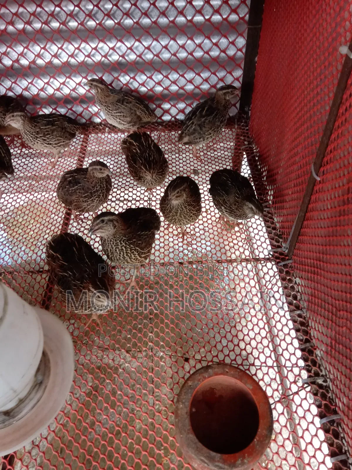 Running Quail Birds
