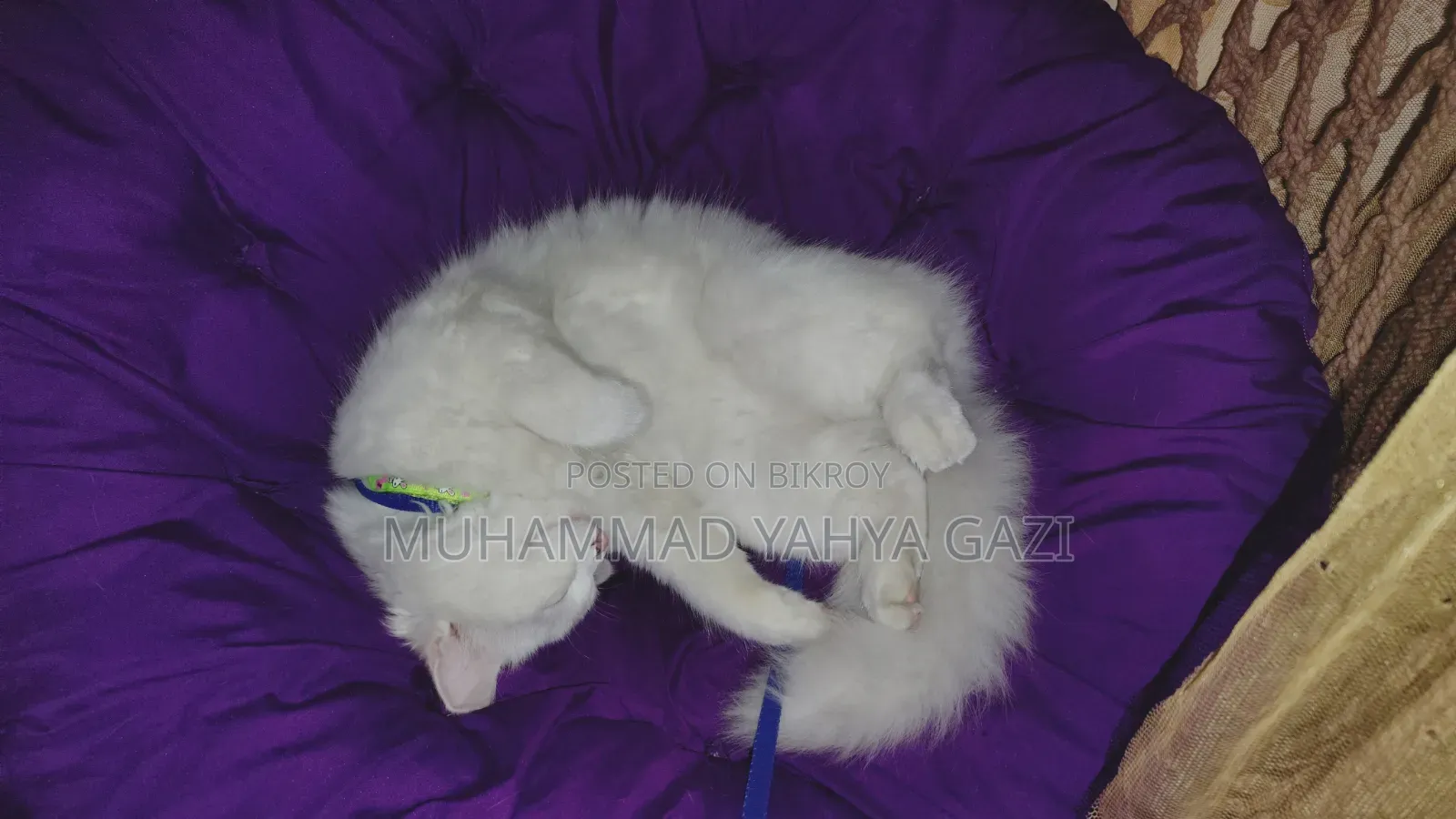 6-12 months Female Purebred Persian