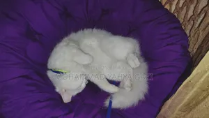 6-12 months Female Purebred Persian
