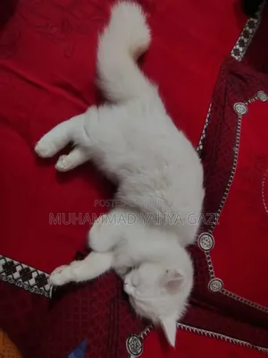 6-12 months Female Purebred Persian