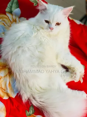 6-12 months Female Purebred Persian
