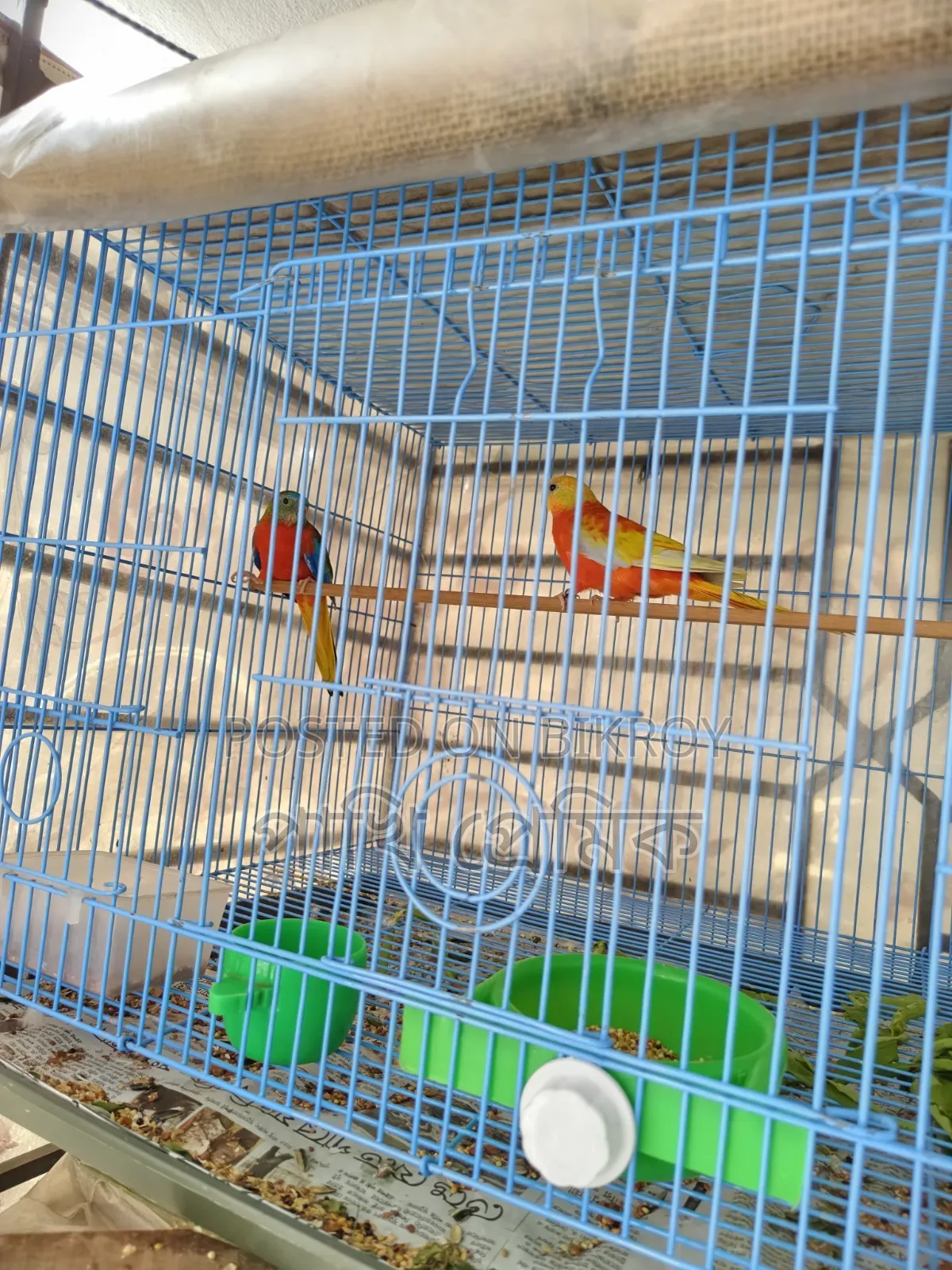 Turquoisine Parrot
