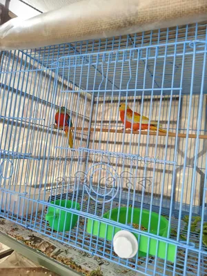 Turquoisine Parrot