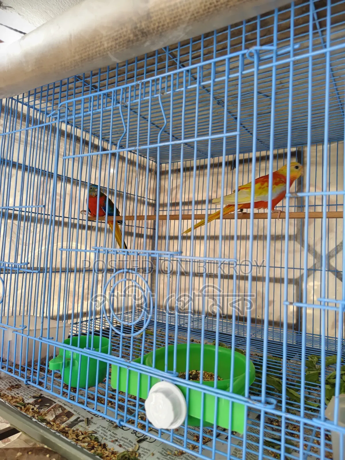 Turquoisine Parrot