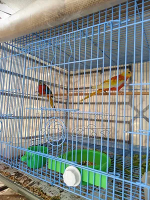 Turquoisine Parrot