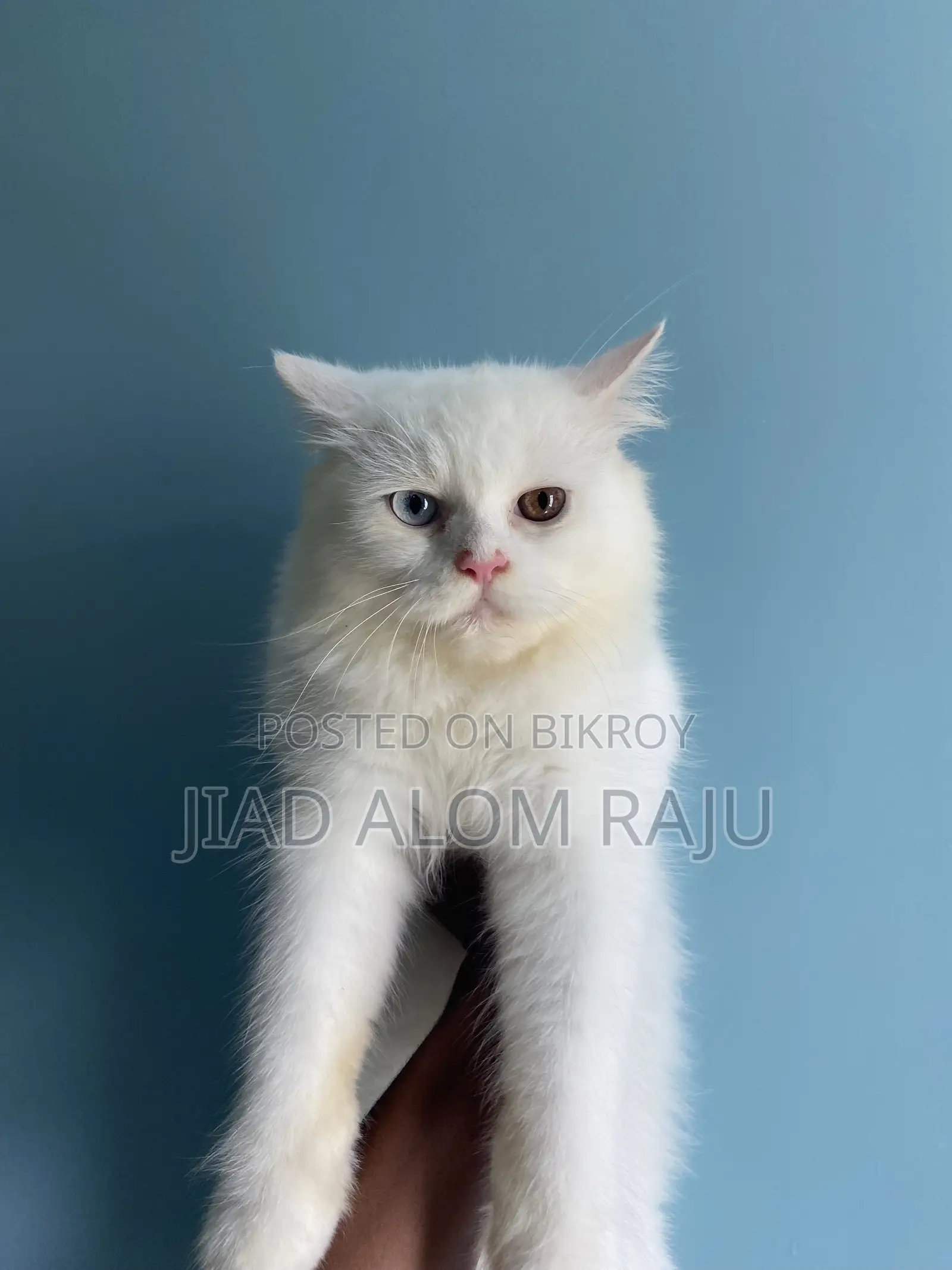 6-12 months Male Purebred Persian