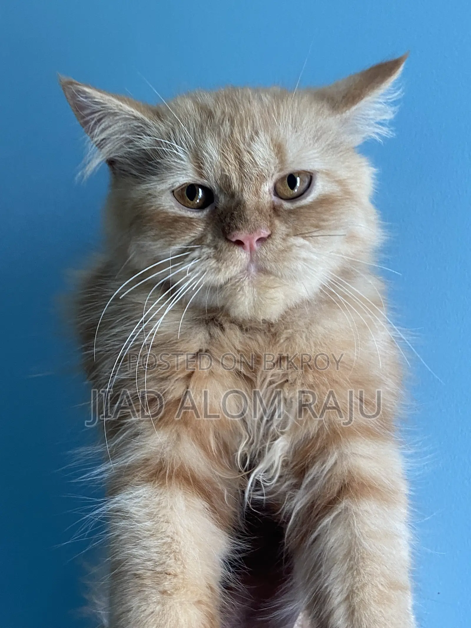 6-12 months Male Purebred Persian