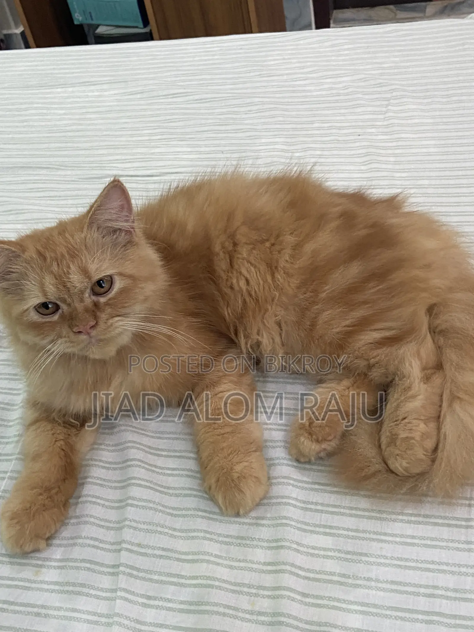6-12 months Male Purebred Persian