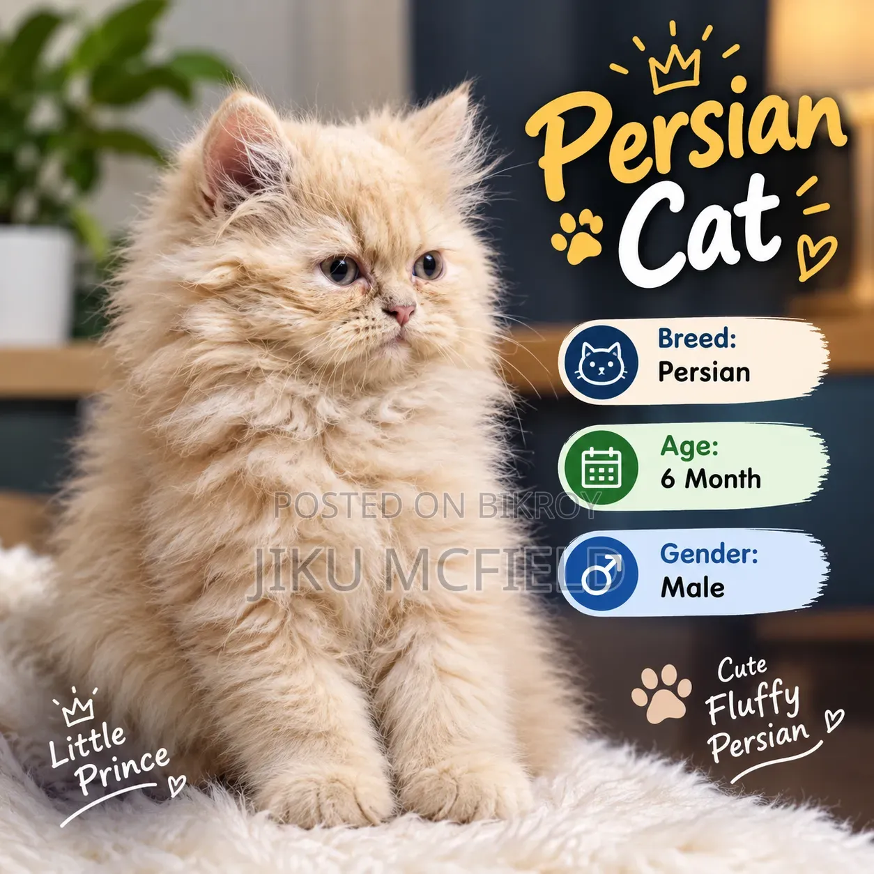 3-6 Months Female Purebred Persian Cat