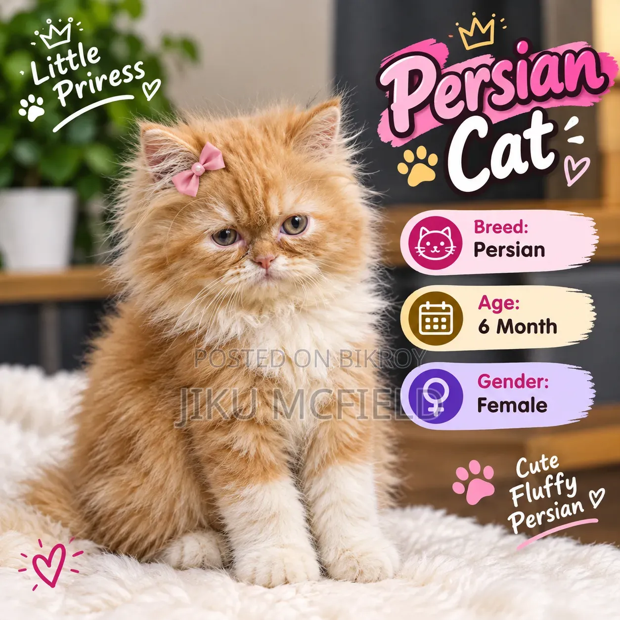 3-6 Months Female Purebred Persian Cat