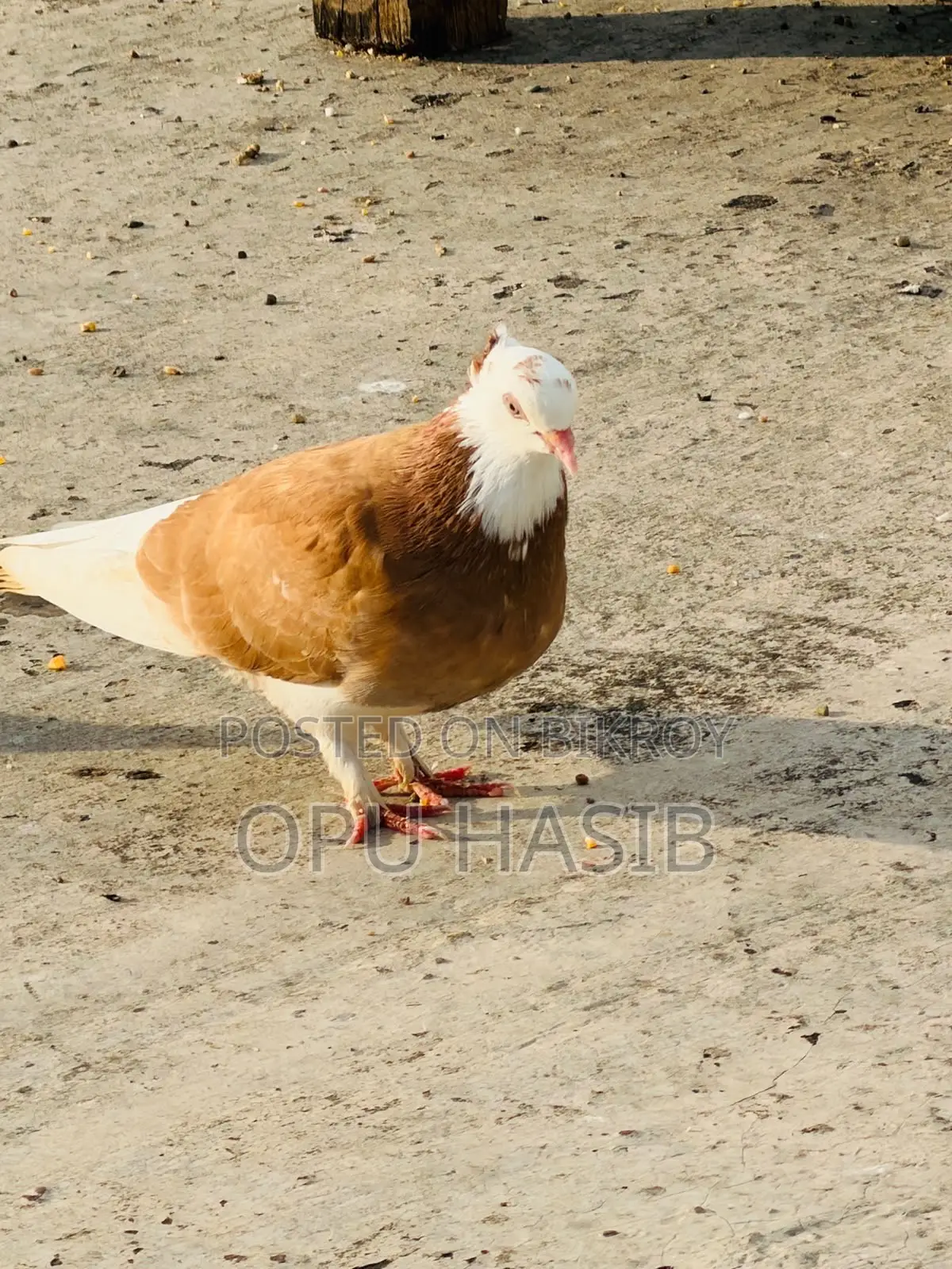 হলুদ গড়রা মাদি ।