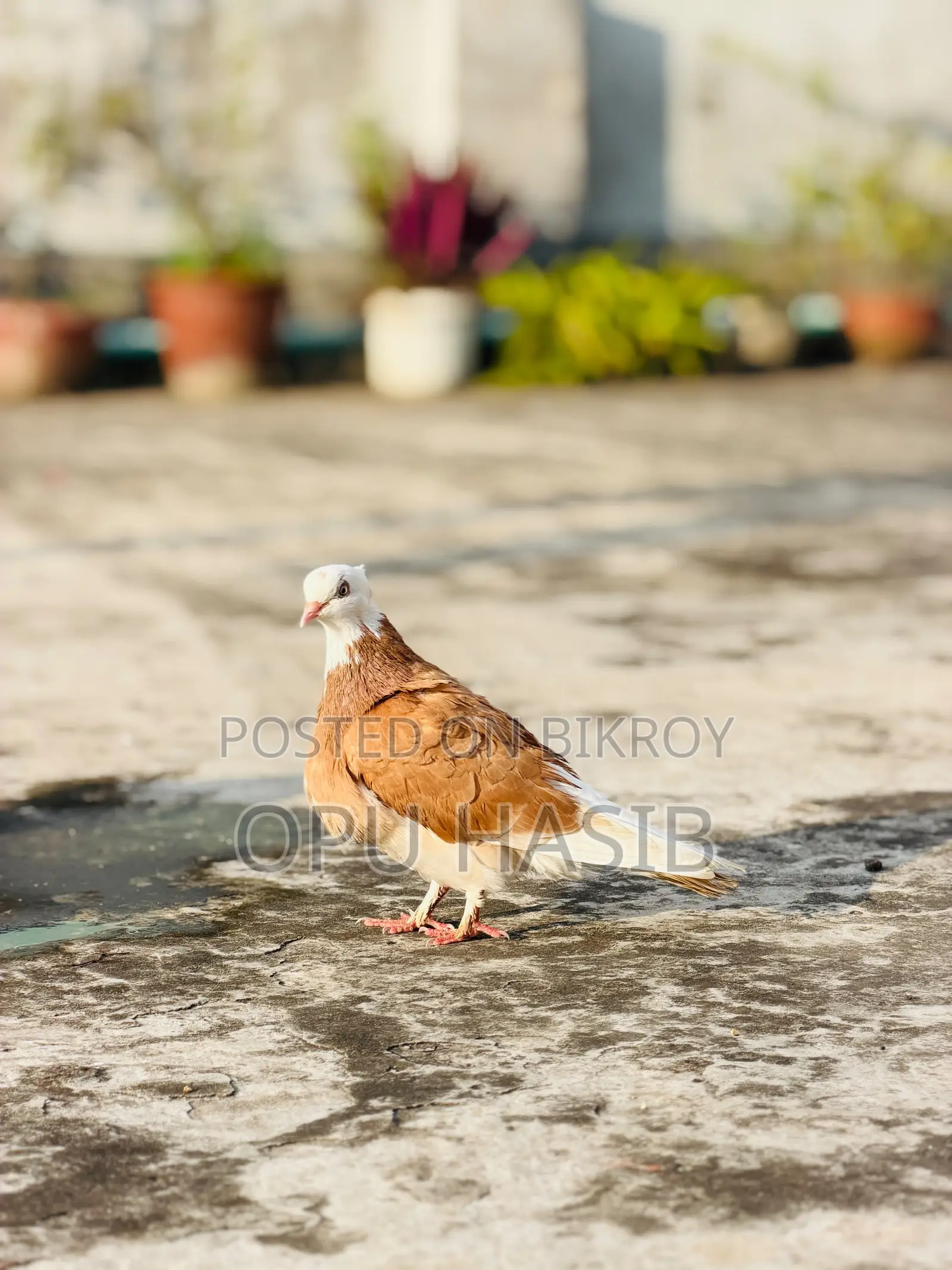 হলুদ গড়রা মাদি ।