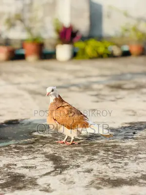 হলুদ গড়রা মাদি ।