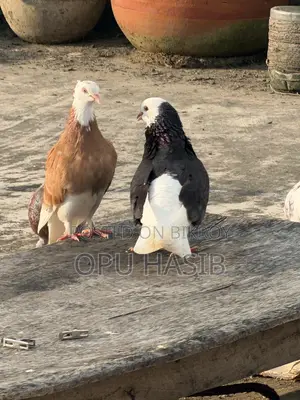 হলুদ গড়রা মাদি ।