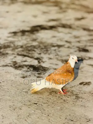 হলুদ গড়রা মাদি ।