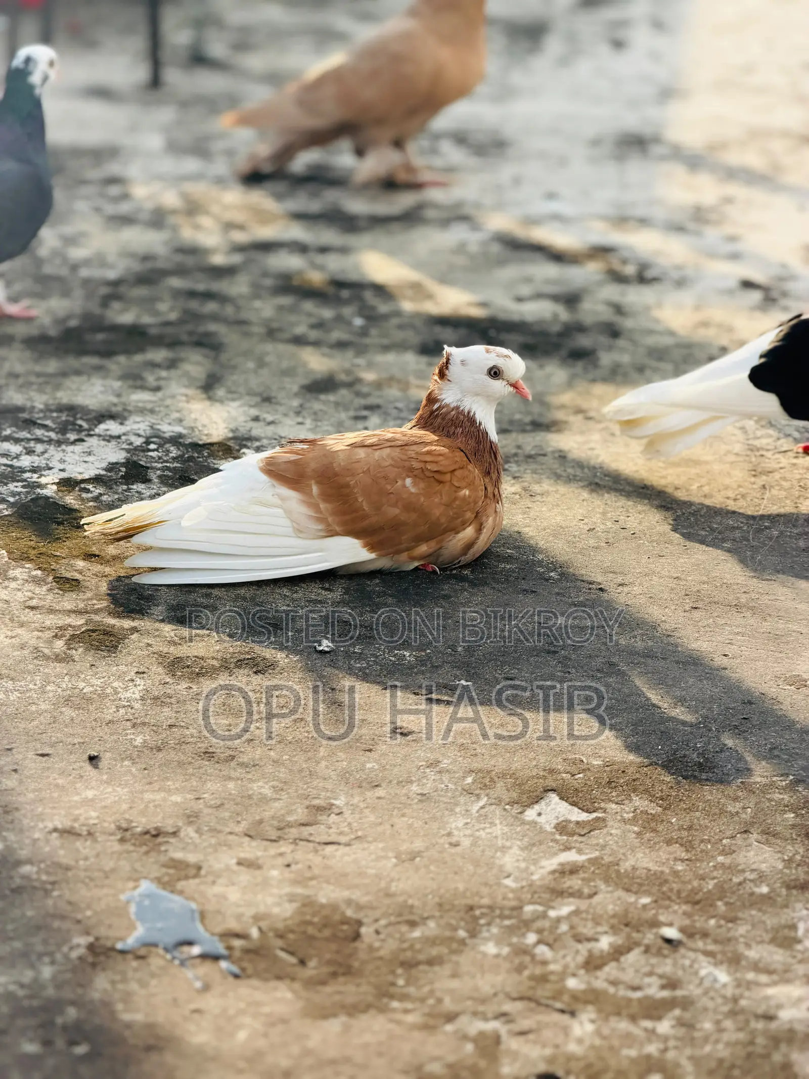 হলুদ গড়রা মাদি ।