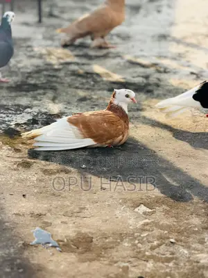 হলুদ গড়রা মাদি ।