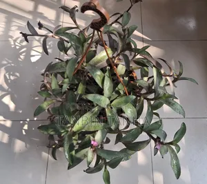 বাগানের অতিরিক্ত গাছ বিক্রি হবে