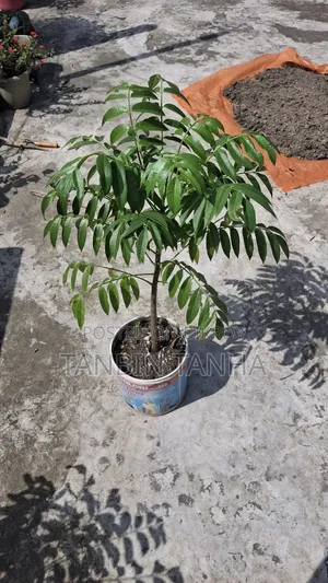 বাগানের অতিরিক্ত গাছ বিক্রি হবে