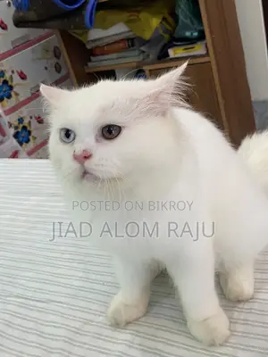 6-12 months Male Purebred Persian