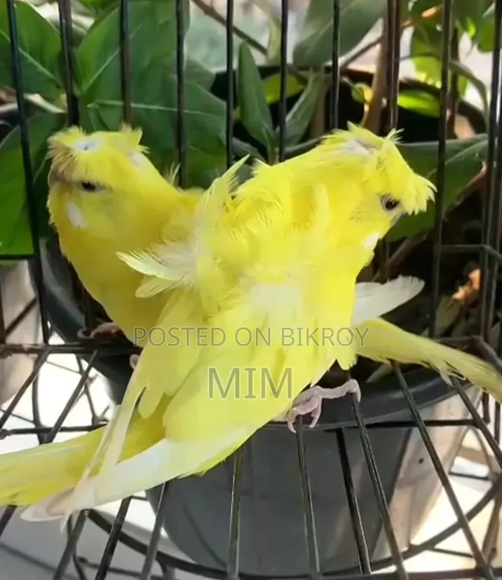 রানিং জেপি-ইয়েলো (Df)
