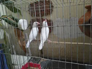 Java Male 2 PCS