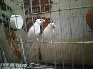 Java Male 2 PCS
