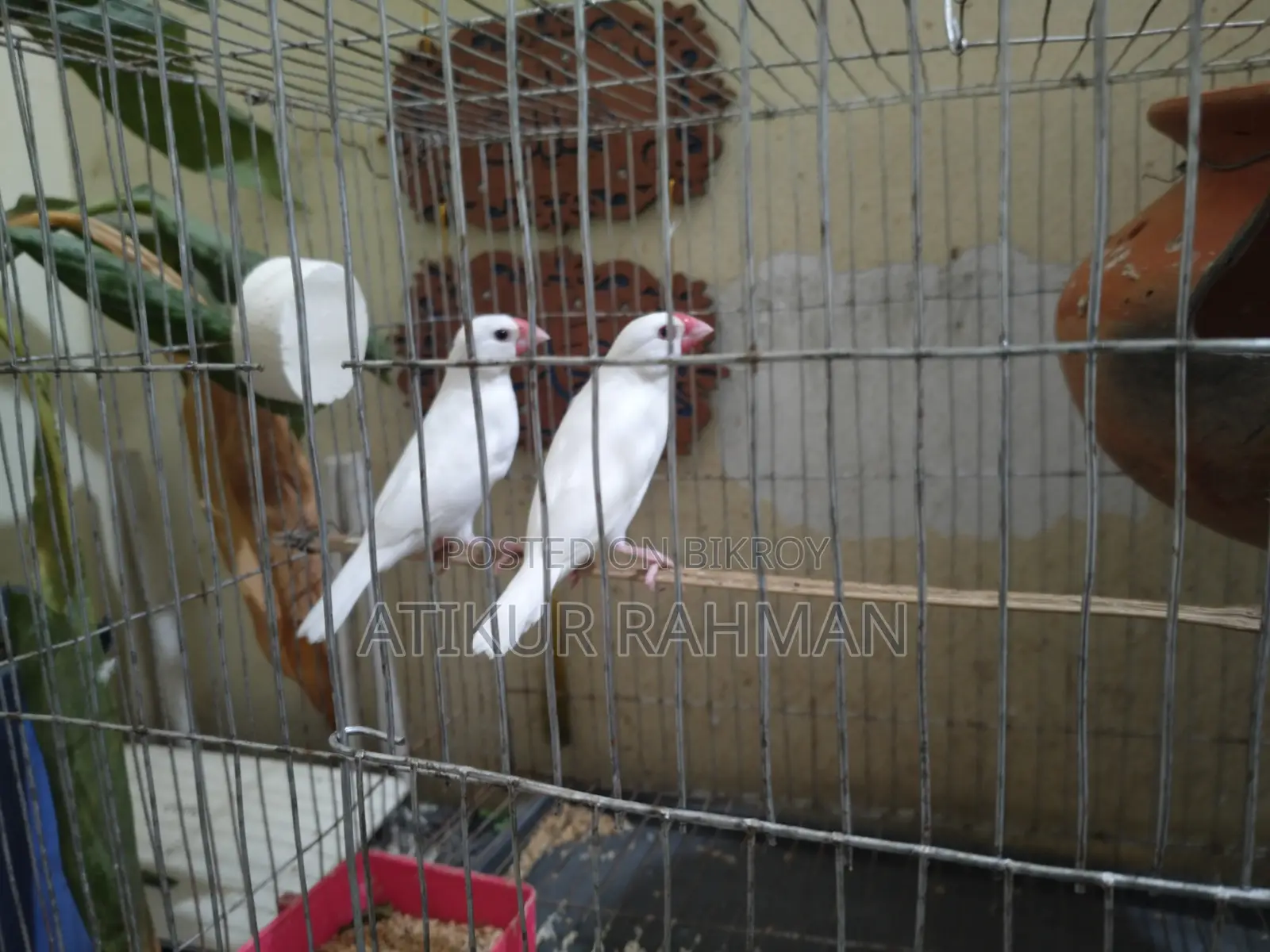 Java Male 2 PCS