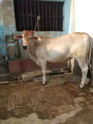 ভালো মানের বখনা
