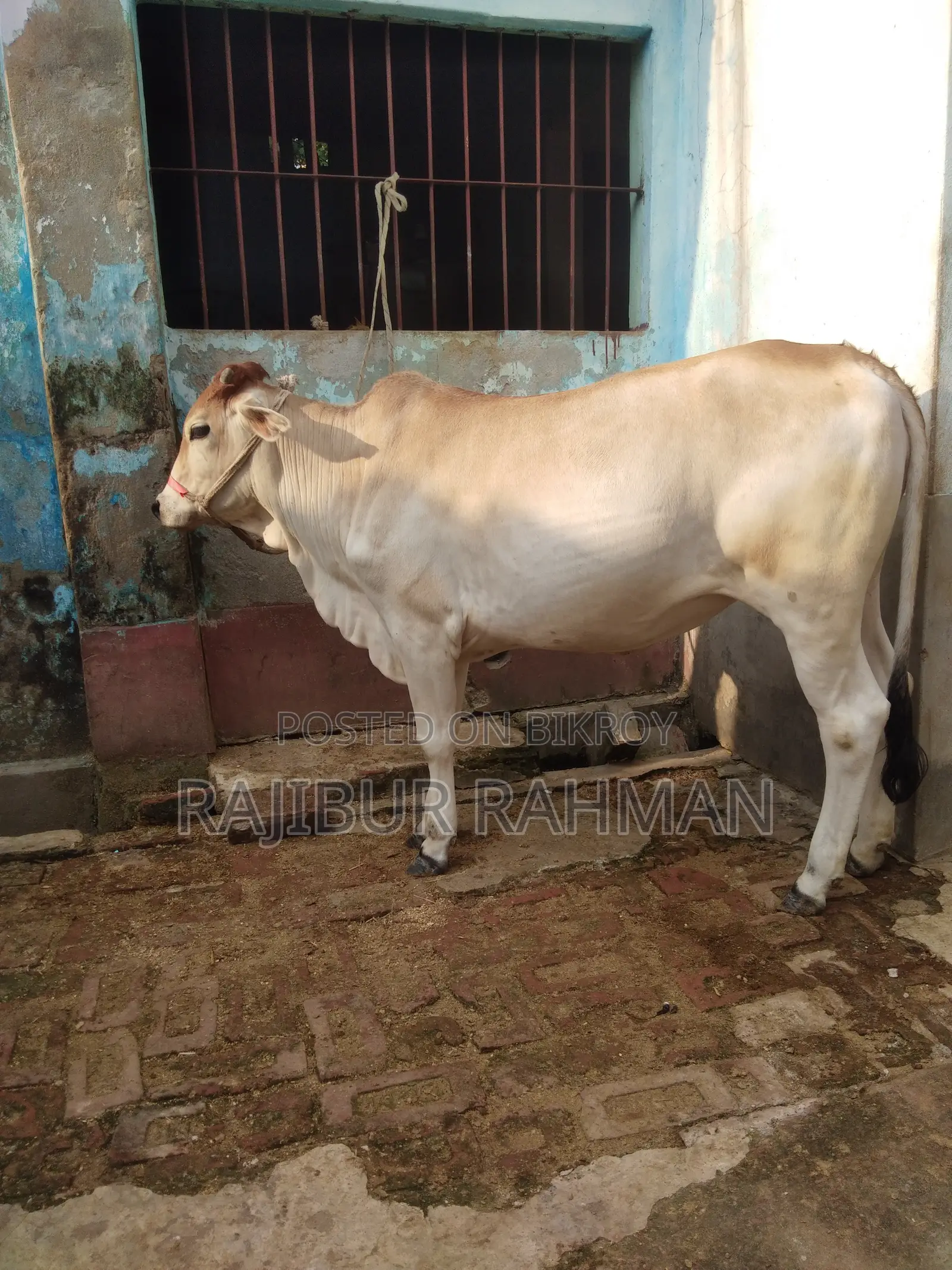 ভালো মানের বখনা
