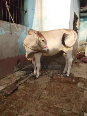 ভালো মানের বখনা