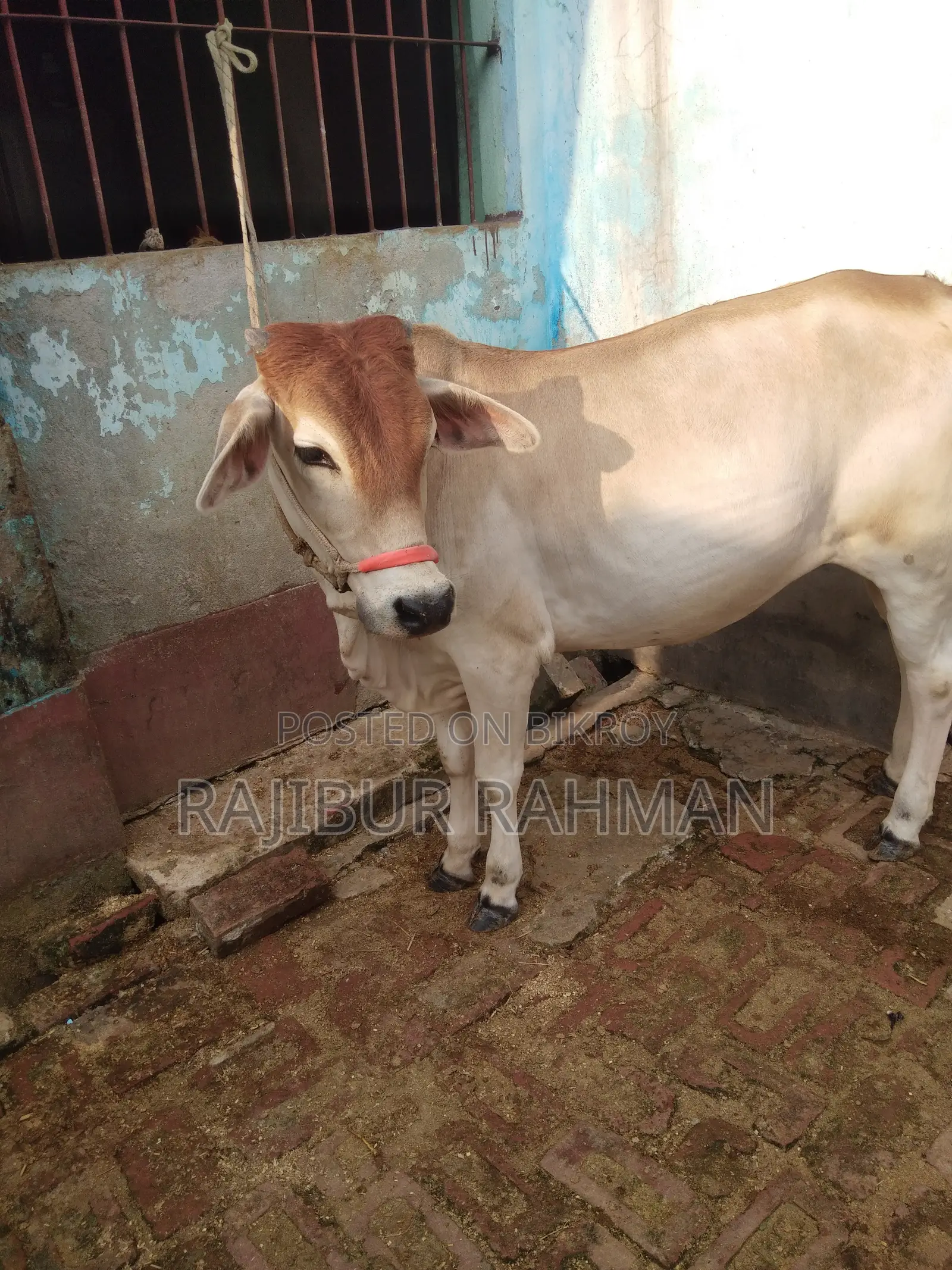 ভালো মানের বখনা