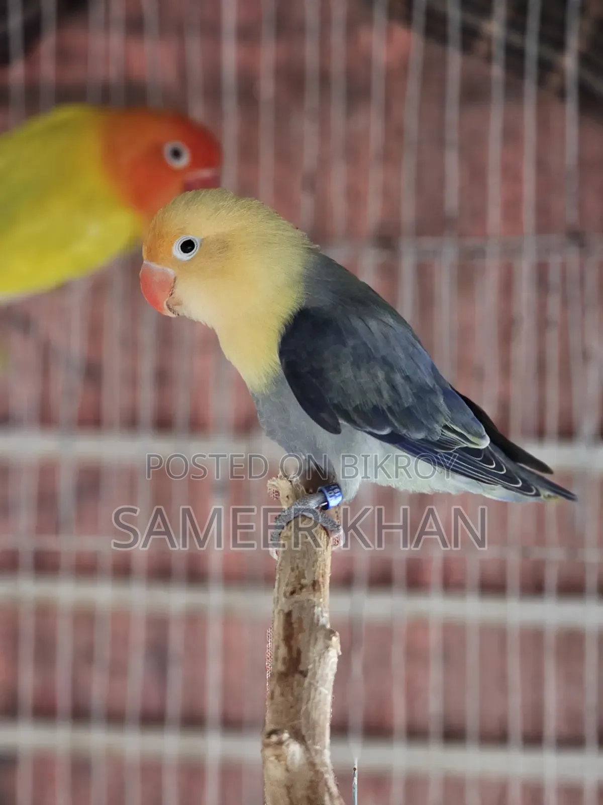 এক জোড় রিং লাভবার্ড সেল হবে