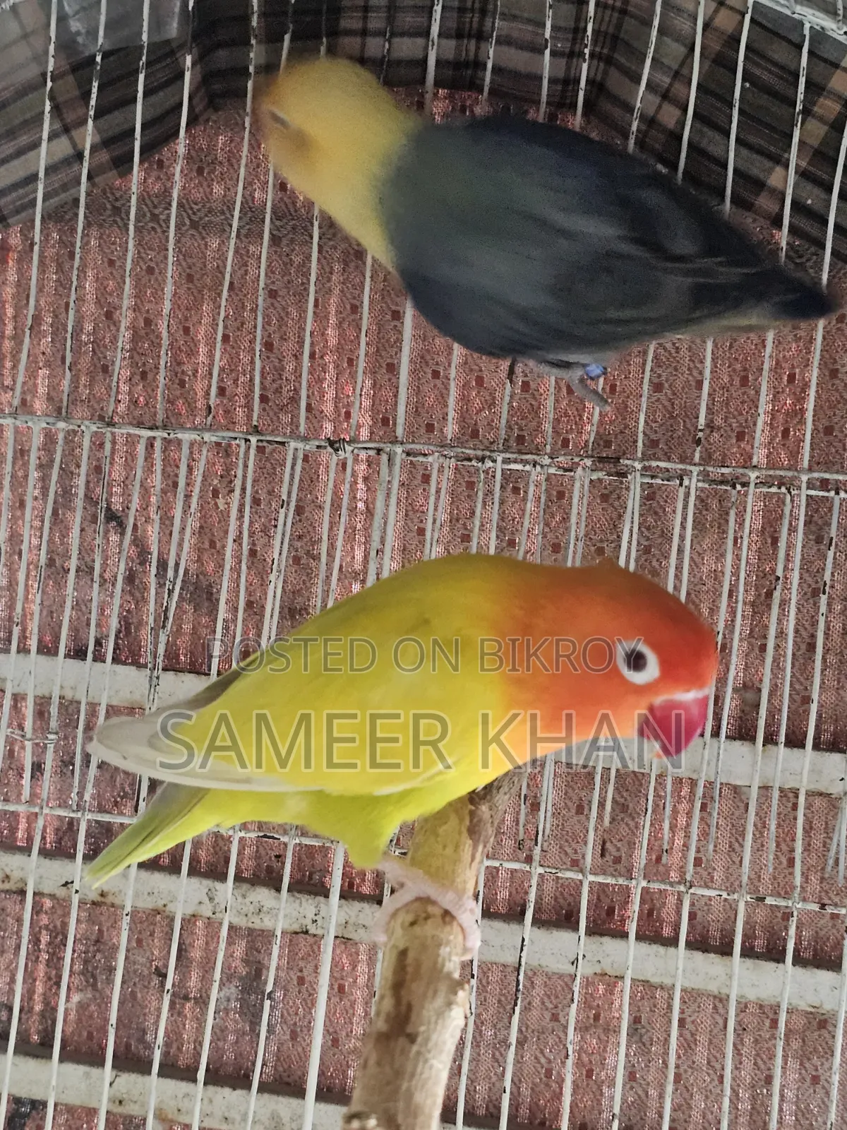 এক জোড় রিং লাভবার্ড সেল হবে