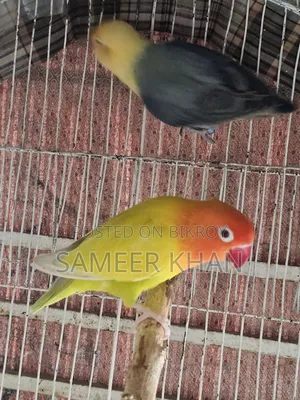 এক জোড় রিং লাভবার্ড সেল হবে
