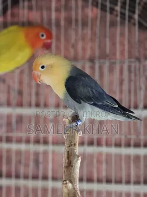 এক জোড় রিং লাভবার্ড সেল হবে