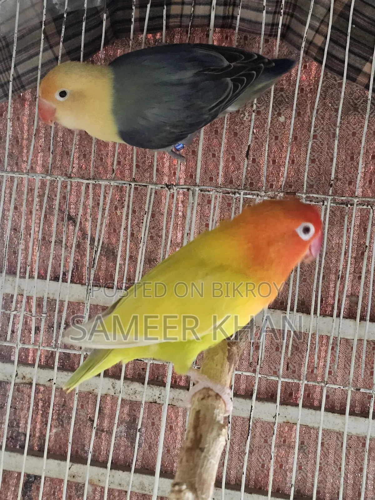 এক জোড় রিং লাভবার্ড সেল হবে