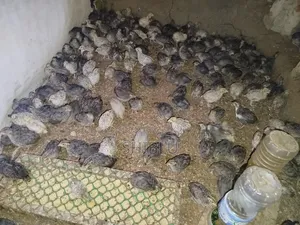 Japanese Quail