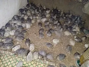 Japanese Quail