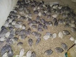 Japanese Quail