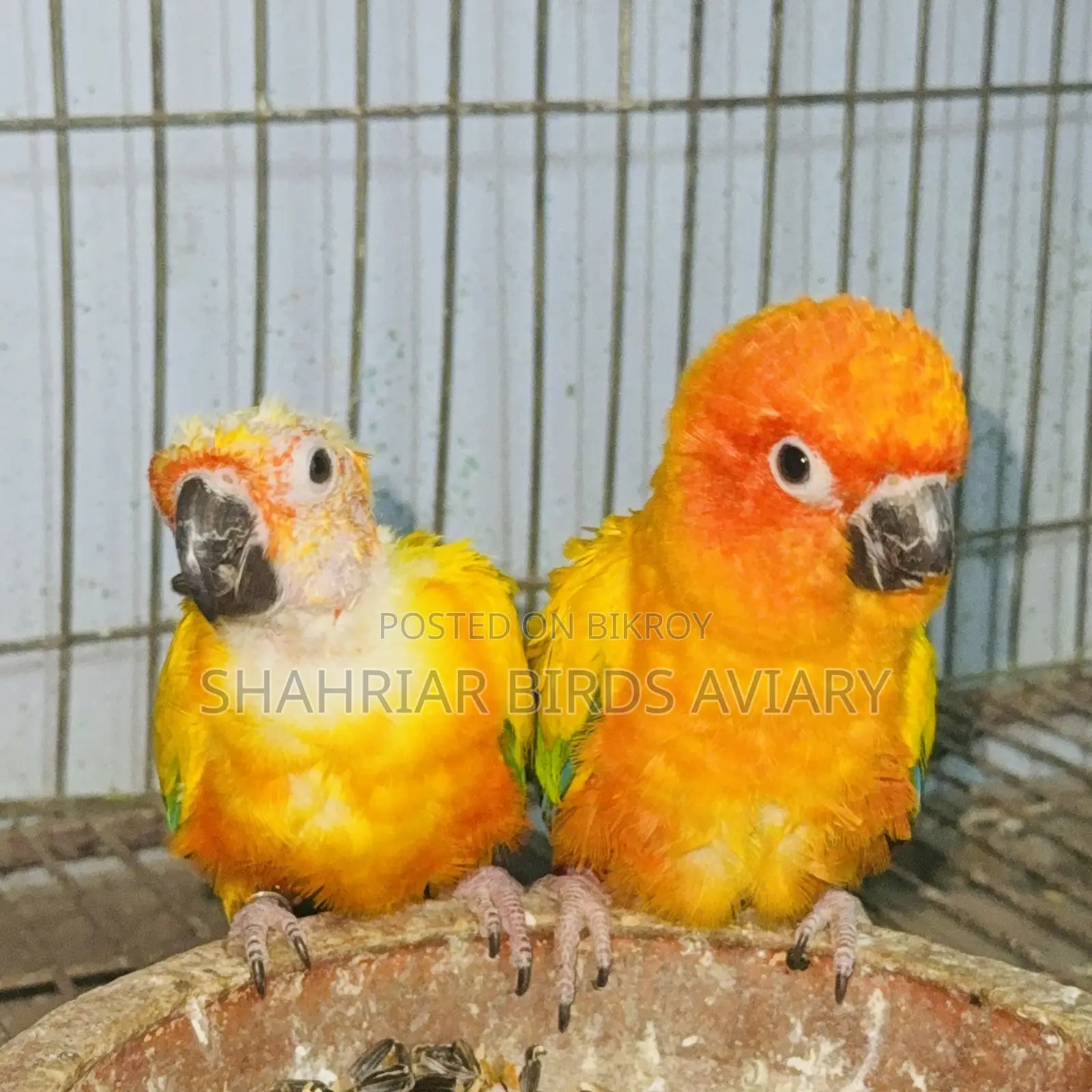 Sun Conure