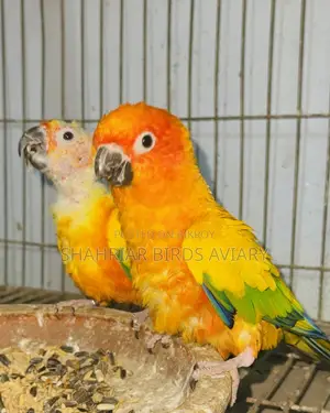 Sun Conure